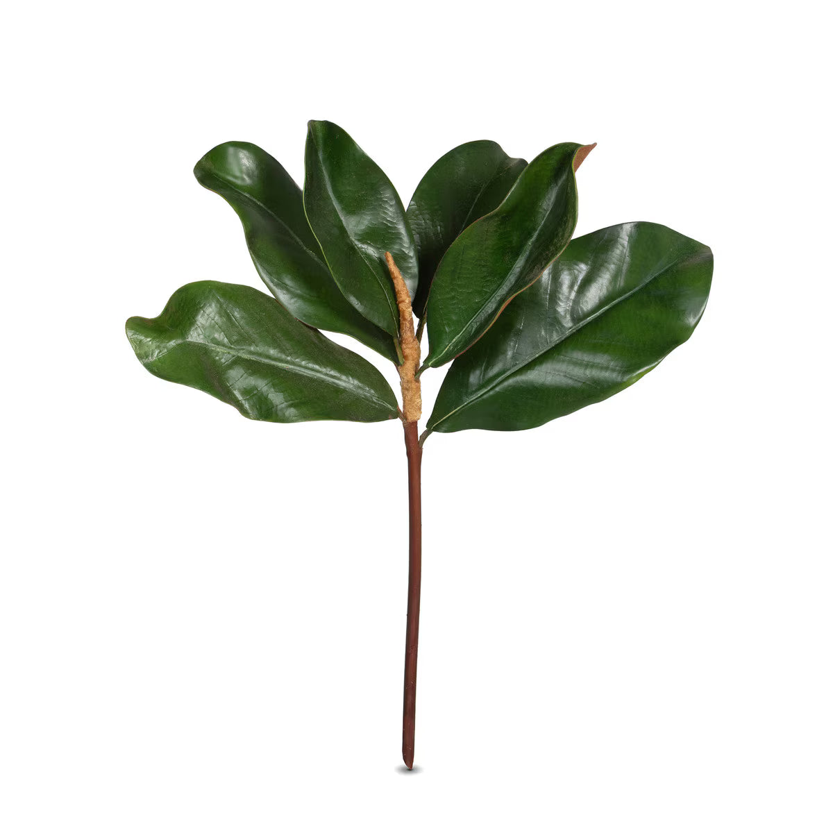 Magnolia Leaves
