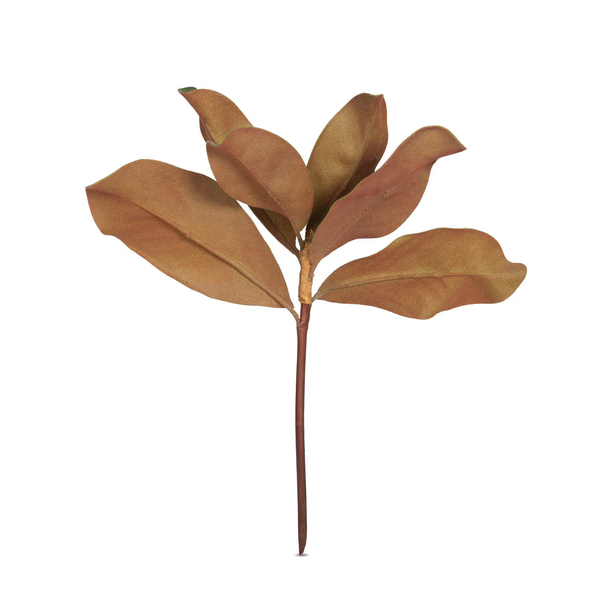 Magnolia Leaves